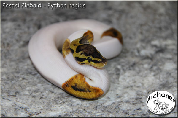 Pastel Piebald - Python regius
