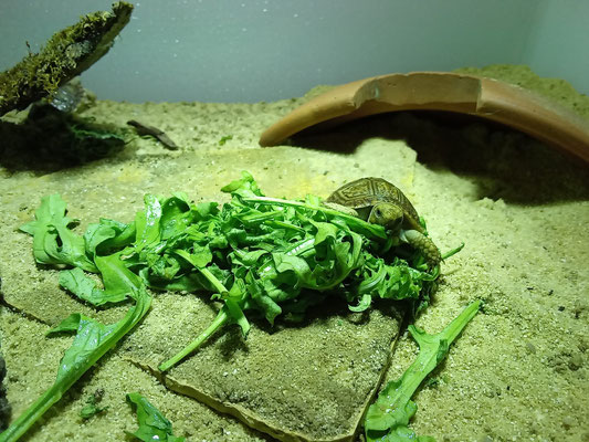 Areolen-Flachschildkröte "Homopus areolatus"