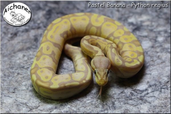 Pastel Banana Calico - Python regius 