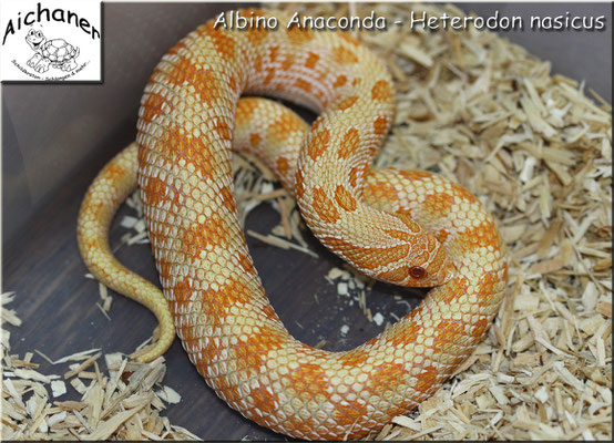 Anaconda Albino - Heterodon nasicus