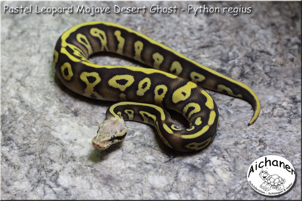 Pastel Leopard Mojave Desert Ghost - Python regius