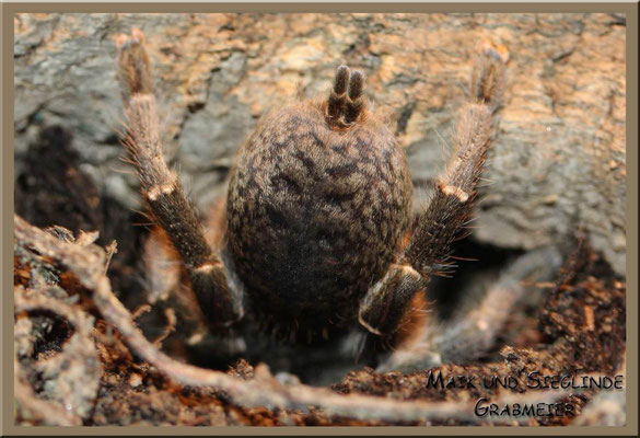 Pterinochilus chordatus