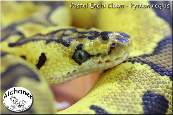 Pastel Enchi Clown - Python regius 