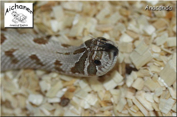 Anaconda - Heterodon nasicus NZ 2019