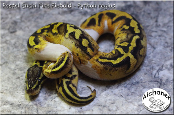 Pastel Enchi Fire Piebald - Python regius