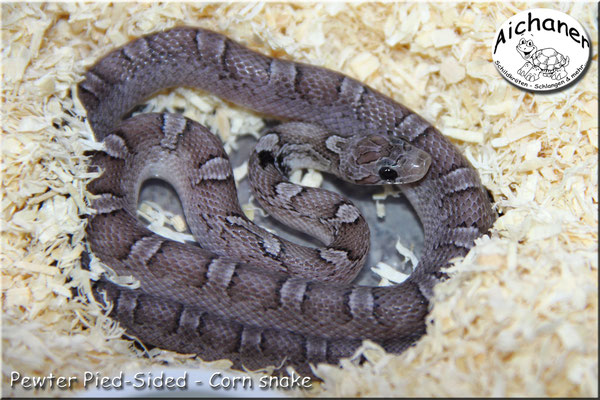 Pewter Pied-Sided - Corn snake