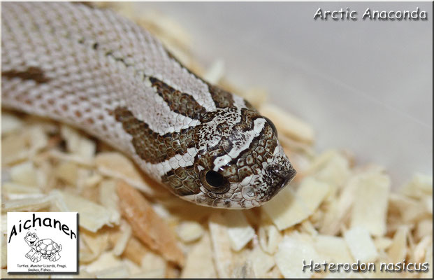 Arctic Anaconda - Heterodon nasicus NZ 2019