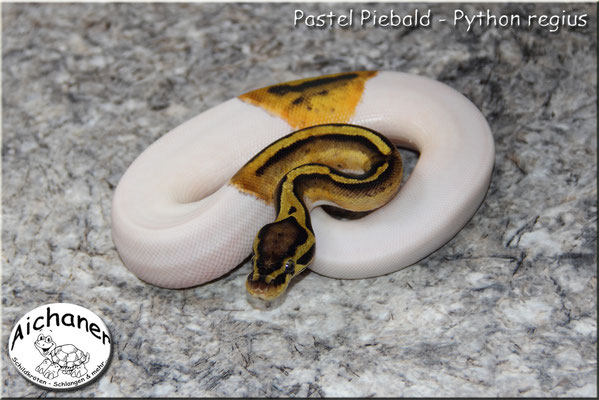 Pastel Piebald - Python regius