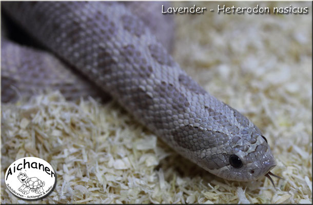 Lavender - Heterodon nasicus