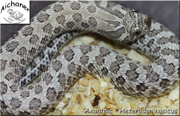 Axanthic - Heterodon nasicus