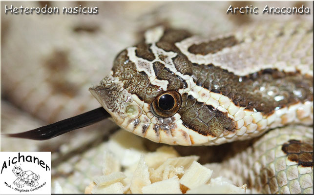 Arctic Anaconda - Heterodon nasicus 