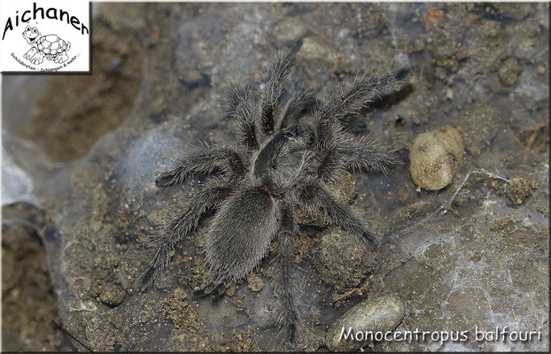 Blaue Jemen-Vogelspinne "Monocentropus balfouri"