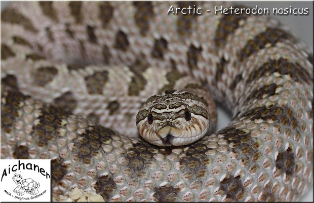 Arctic - Heterodon nasicus