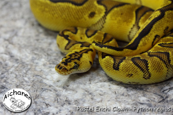 Pastel Enchi Clown - Python regius 