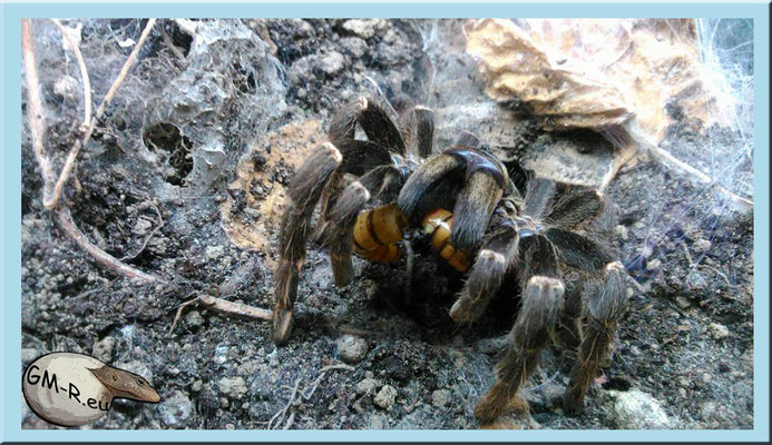 Pterinochilus chordatus
