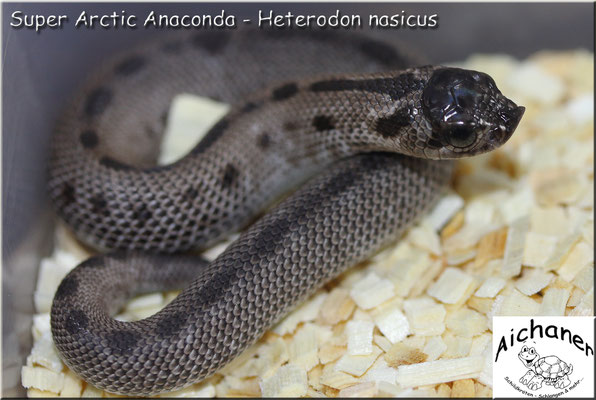 Super Arctic Anaconda - Heterodon nasicus