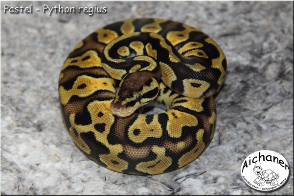 Pastel - Python regius