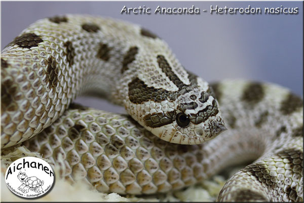 Arctic Anaconda - Heterodon nasicus