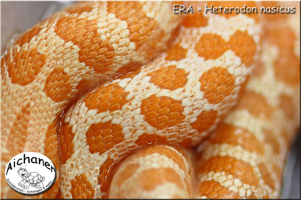ERA - Heterodon nasicus