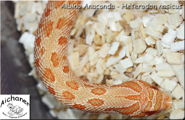 Anaconda Albino - Heterodon nasicus