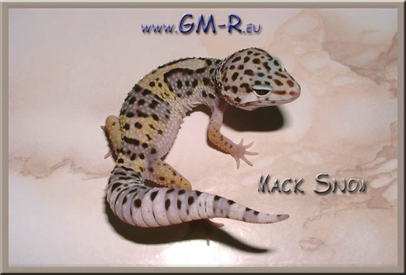 Leopardgecko "Eublepharis macularius"   Babyecke
