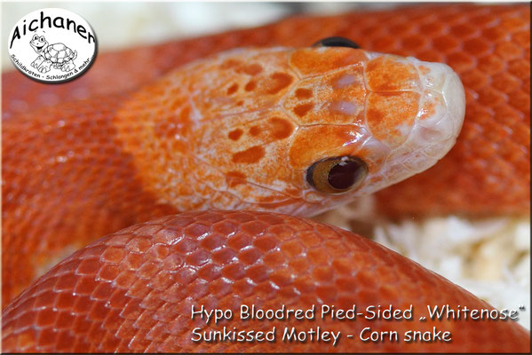 Hypo Bloodred Pied-Sided Sunkissed Motley - Corn snake