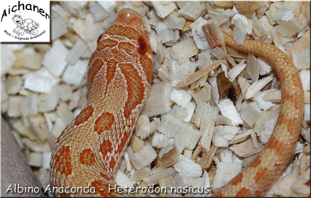 Anaconda Albino - Heterodon nasicus