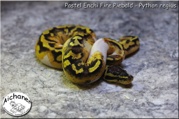 Pastel Enchi Fire Piebald - Python regius