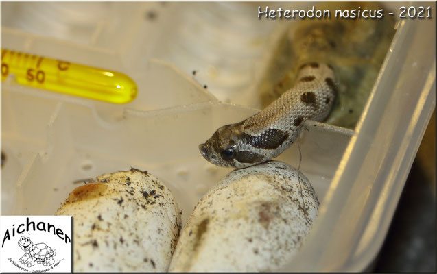 Heterodon nasicus 2021