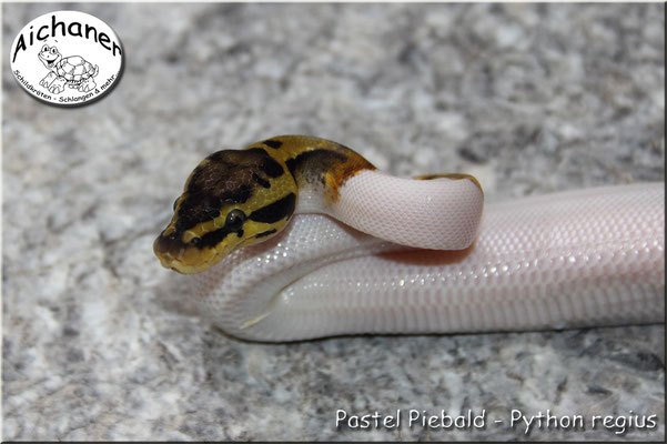 Pastel Piebald - Python regius
