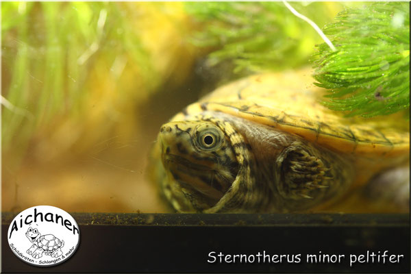 Nackenstreifen-Moschusschildkröte "Sternotherus minor peltifer"