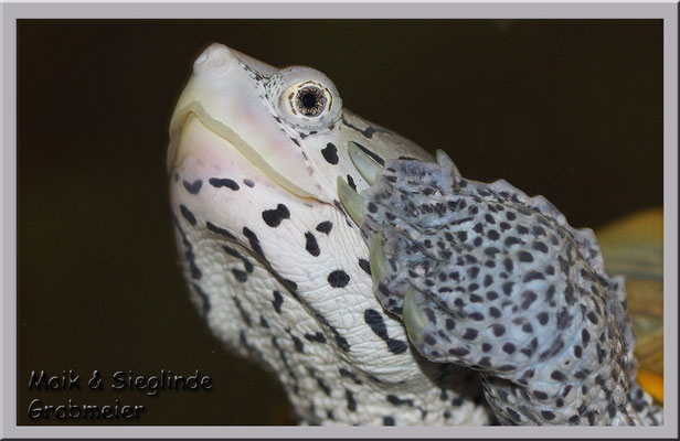 Diamantschildkröte "Malaclemys terrapin centrata"