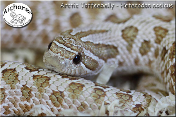 Arctic Toffeebelly - Heterodon nasicus