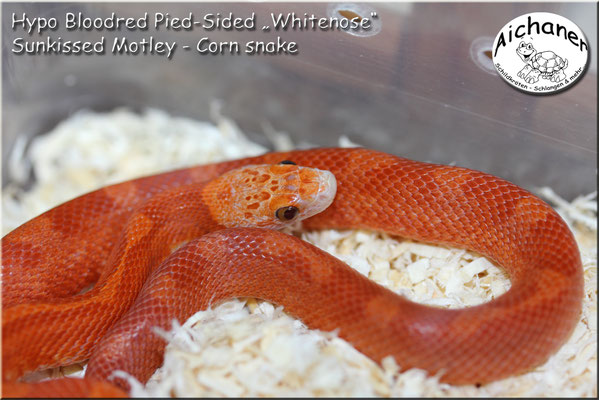 Hypo Bloodred Pied-Sided Sunkissed Motley - Corn snake