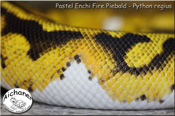 Pastel Enchi Fire Piebald - Python regius