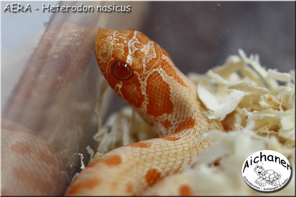 AERA - Heterodon nasicus