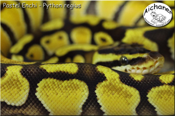 Pastel Enchi - Python regius