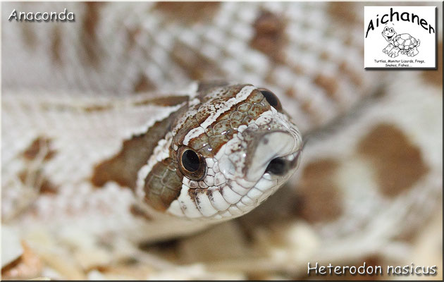 Anaconda - Heterodon nasicus NZ 2019
