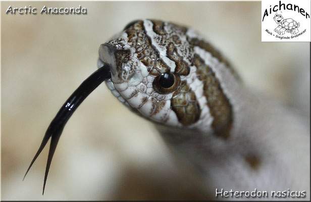 Arctic Anaconda - Heterodon nasicus NZ 2019