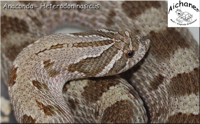 Anaconda - Heterodon nasicus