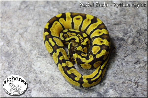 Pastel Enchi - Python regius