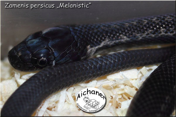 Zamenis persicus "Melanistic"
