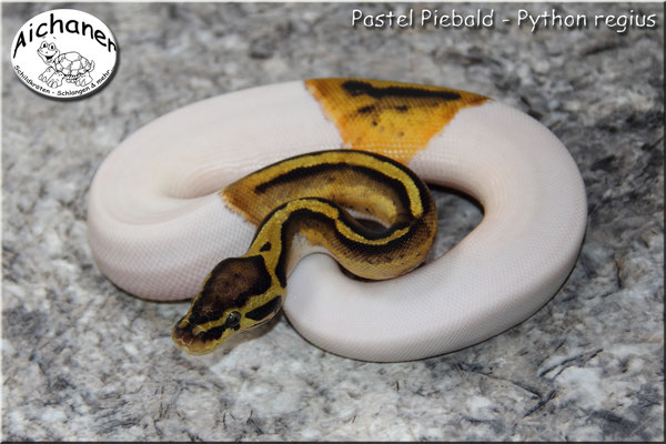 Pastel Piebald - Python regius
