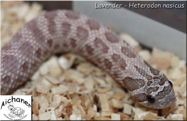 Lavender - Heterodon nasicus