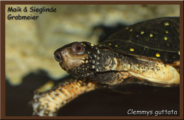 Tropfenschildkröte "Clemmys guttata"