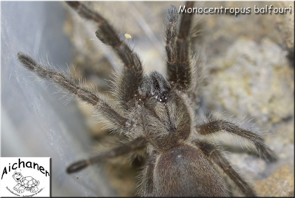 Blaue Jemen-Vogelspinne "Monocentropus balfouri"