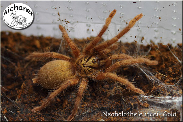 Tiger Zwergvogelspinne "Neoholothele incei" Gold
