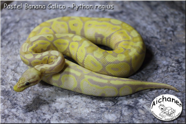 Pastel Banana Calico - Python regius