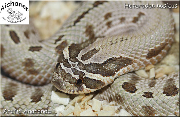 Arctic Anaconda - Heterodon nasicus 