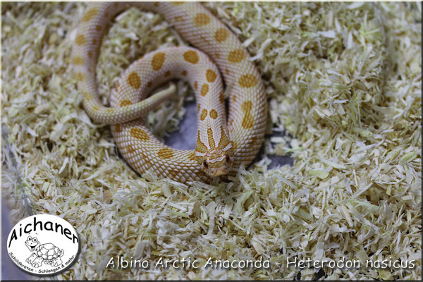 Arctic Anaconda Albino - Heterodon nasicus